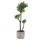 Arbor Strawberry Tree