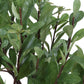 Arbor Strawberry Tree