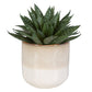 Doha Succulent Accent