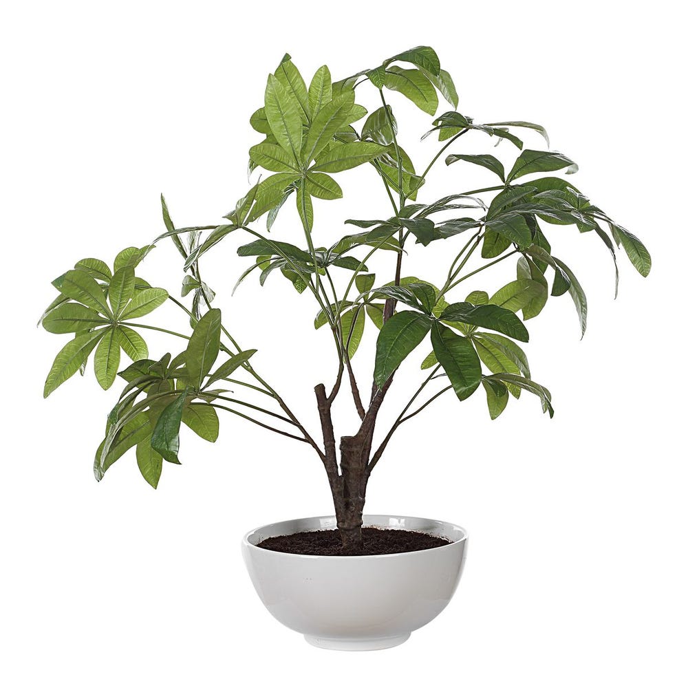 Pachira Money Tree