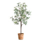 Olea Potted Olive
