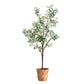 Olea Potted Olive