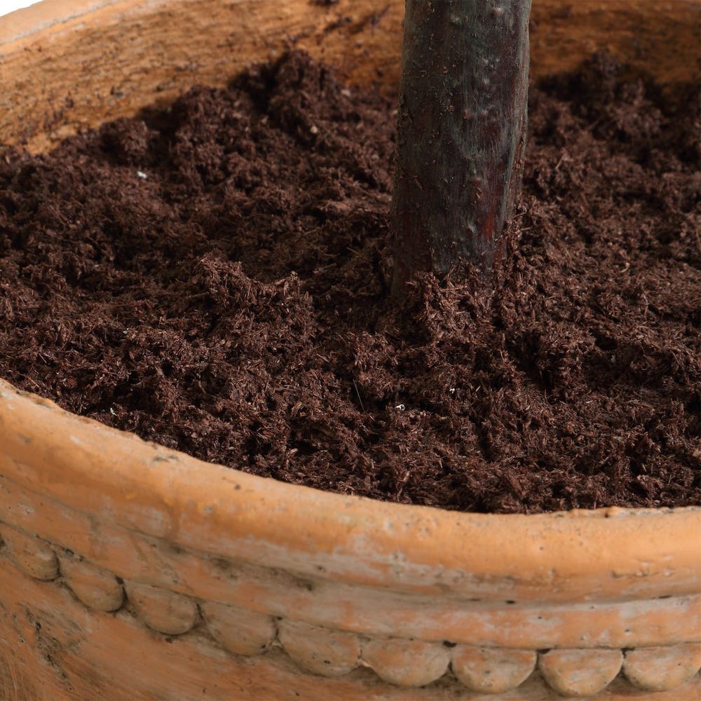 Olea Potted Olive