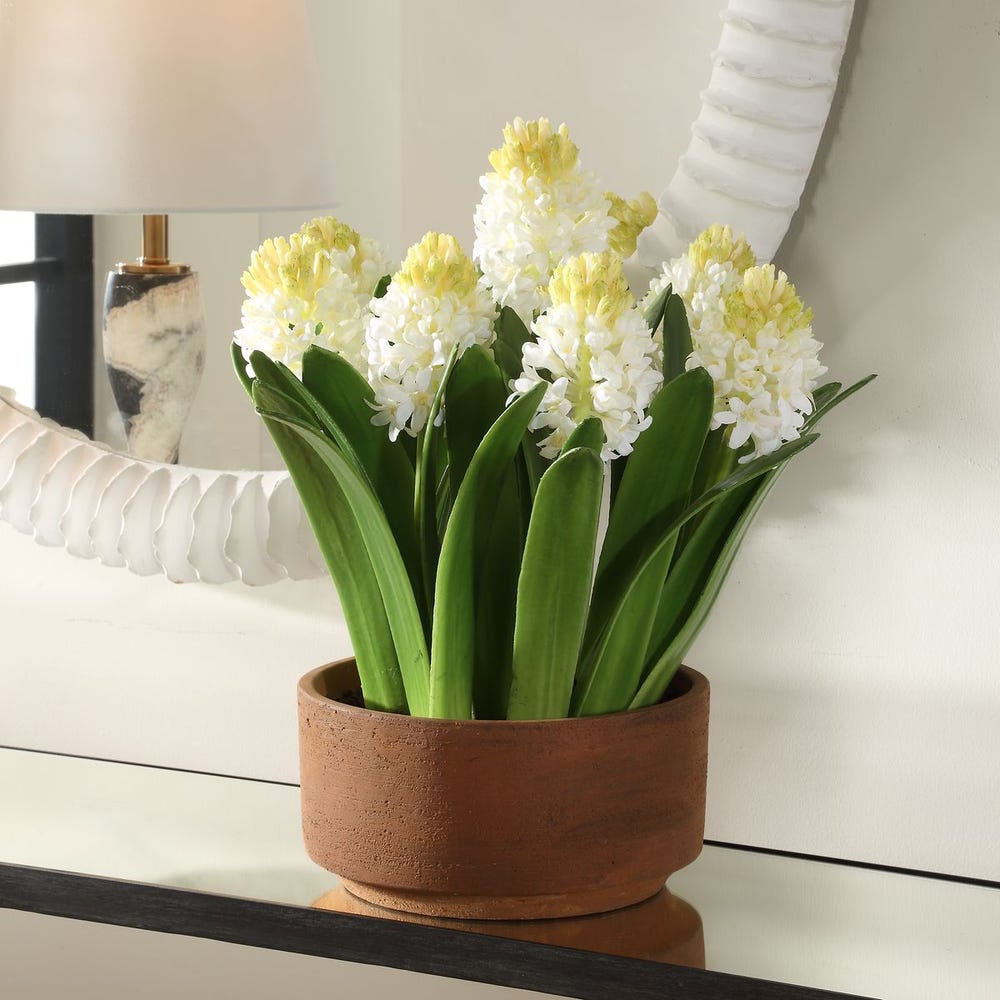 Sincerity Potted Hyacinth