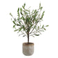 Solea Olive Accent