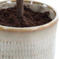 Solea Olive Accent