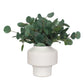 Essence Eucalyptus Accent