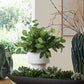 Essence Eucalyptus Accent
