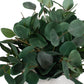 Essence Eucalyptus Accent