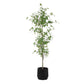 Boreal Potted Birch Tree