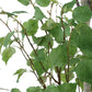 Boreal Potted Birch Tree