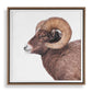 Big Horn Framed Print