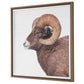 Big Horn Framed Print