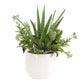 Sundown Succulent Accent