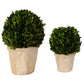 Preserved Boxwood Oval Domes, S/2