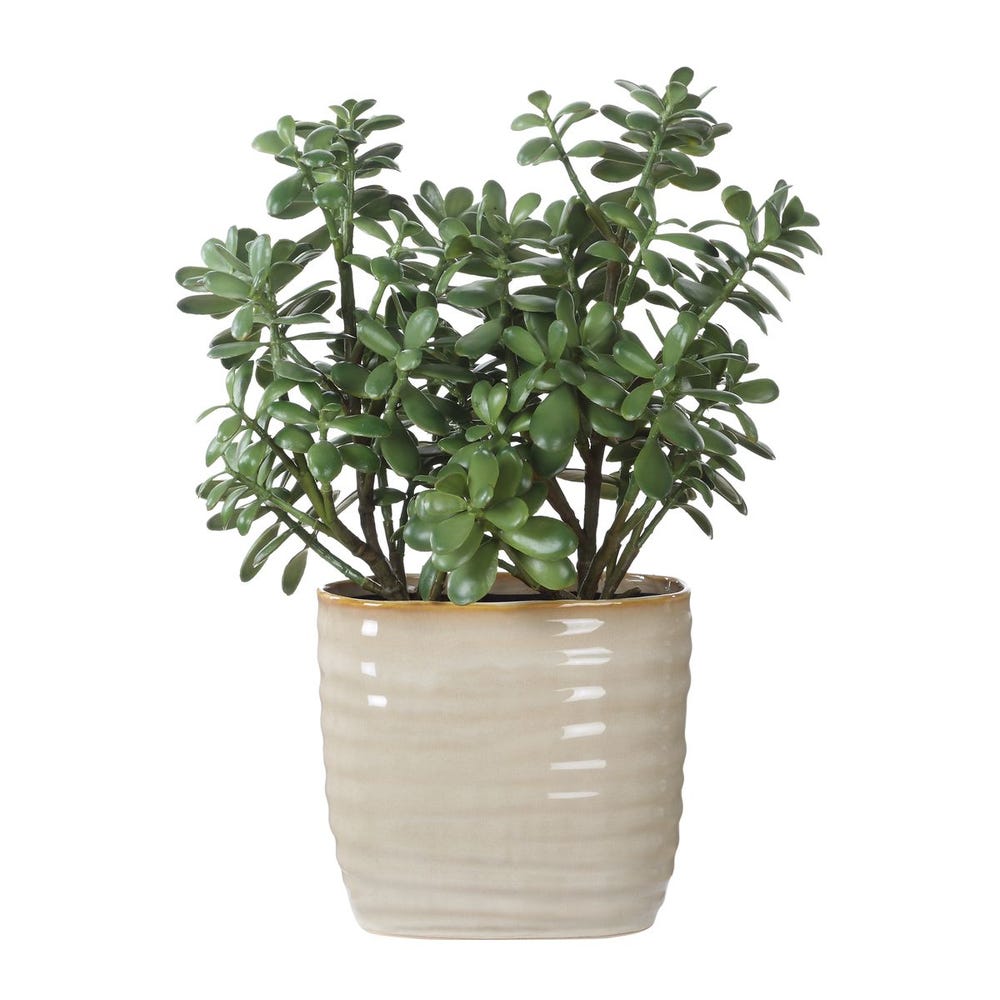 Crassula Jade Accent