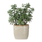 Crassula Jade Accent