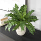 Verdure Fern