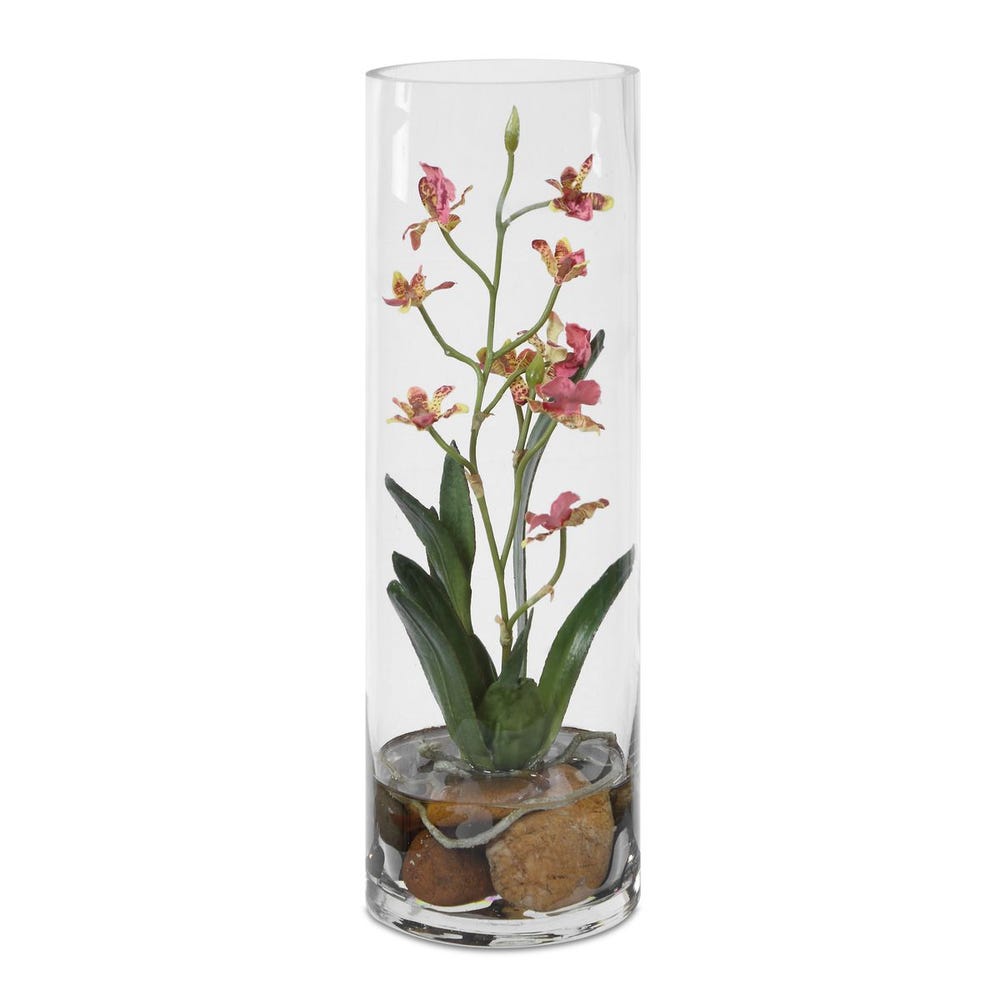Mariposa Orchid, Pink