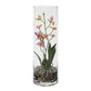 Mariposa Orchid, Pink