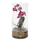 Mariposa Orchid, Fuchsia