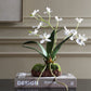 Clovis Orchid Drop-In
