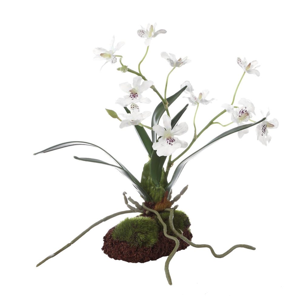 Clovis Orchid Drop-In