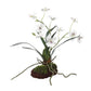 Clovis Orchid Drop-In