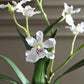 Clovis Orchid Drop-In
