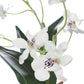 Clovis Orchid Drop-In