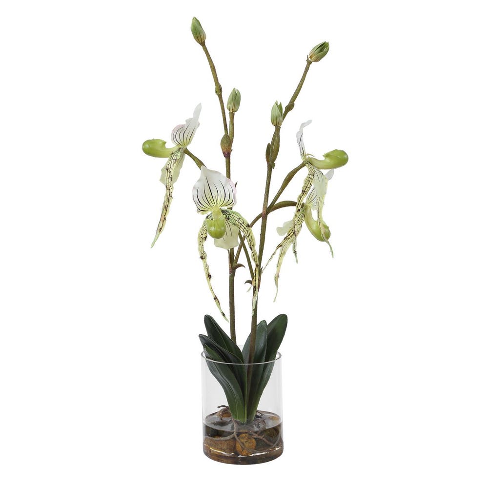 Lady Slipper Orchid