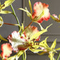 Spider Orchid