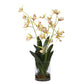 Spider Orchid