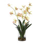 Spider Orchid