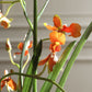 Dancing Orchid