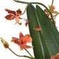 Dancing Orchid