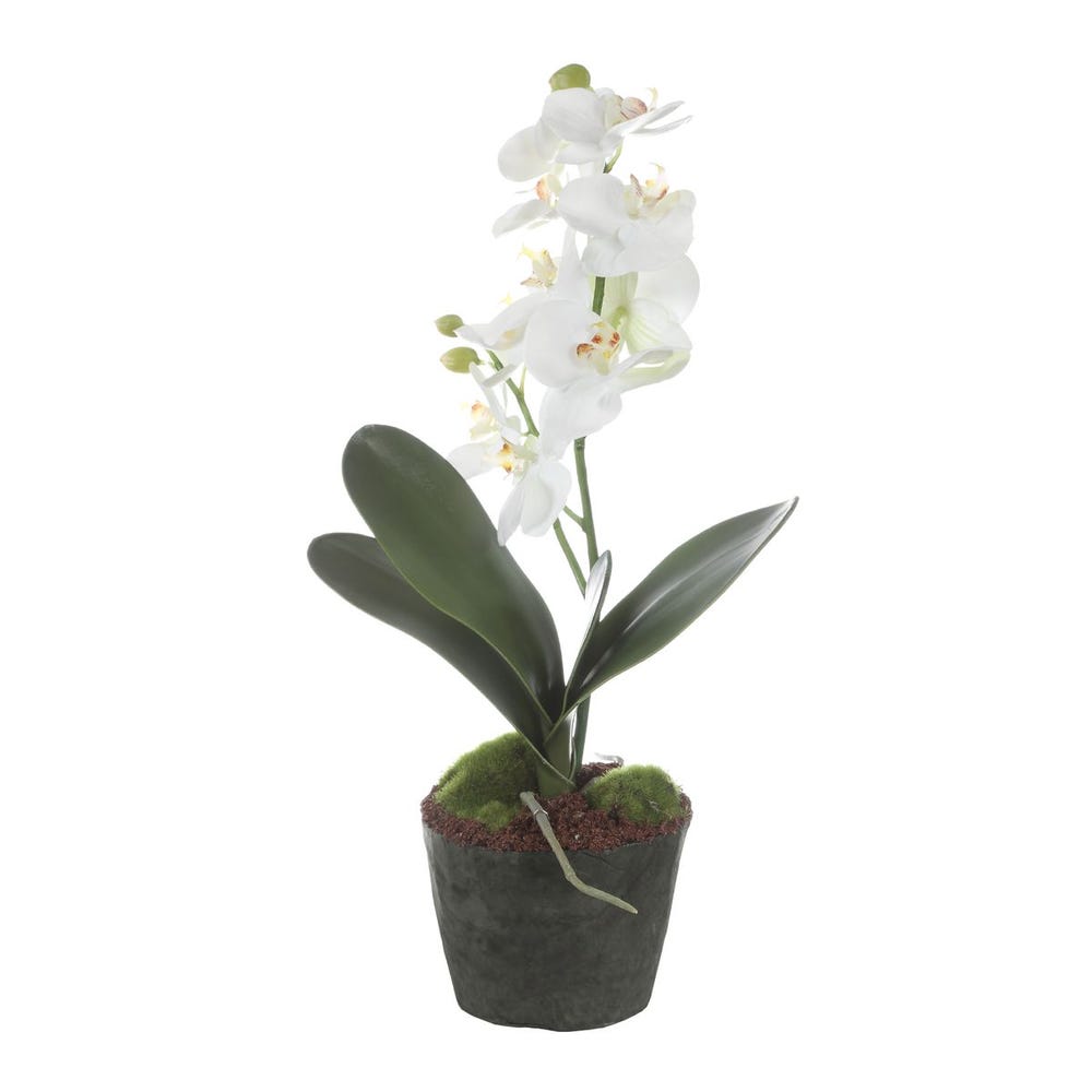 Laris Orchid Drop-In