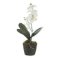 Laris Orchid Drop-In