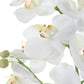 Laris Orchid Drop-In